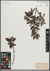Foto von Salix phylicifolia L.